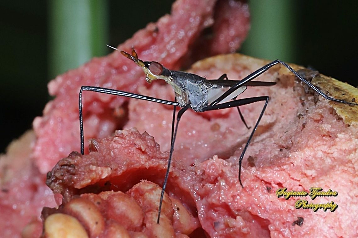 Banana Stalk flies, Neriidae  Geotagged,Indonesia,Winter