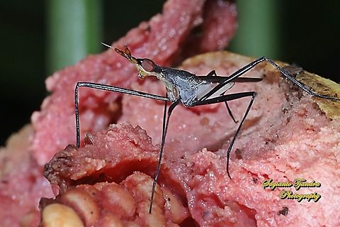 Banana Stalk flies, Neriidae  Geotagged,Indonesia,Winter