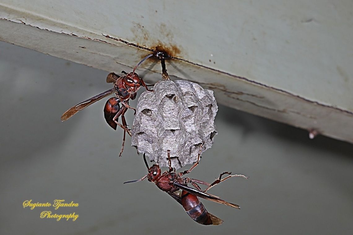 Paper Wasp, Vespidae, Polistes sp.  Geotagged,Indonesia,Winter