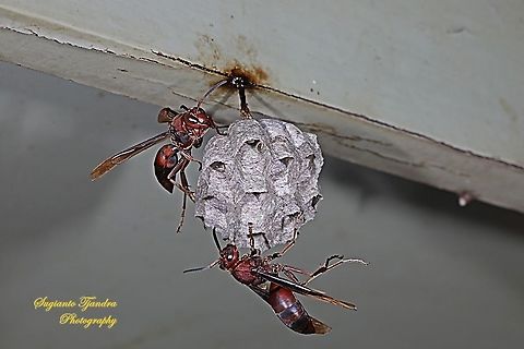 Paper Wasp, Vespidae, Polistes sp.  Geotagged,Indonesia,Winter