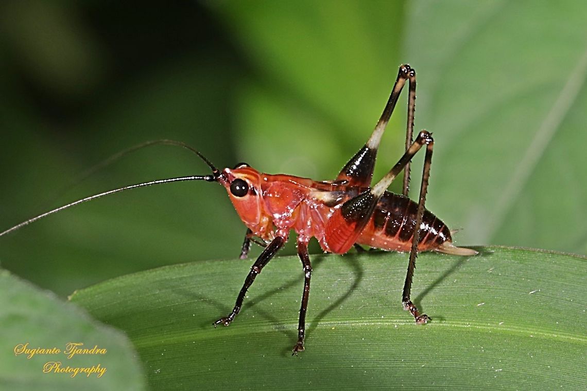 Red bush-cricket/Katydid, Conocephalus melanus, Tettigoniidae Sp.  Conocephalus melanus,Geotagged,Indonesia,Winter