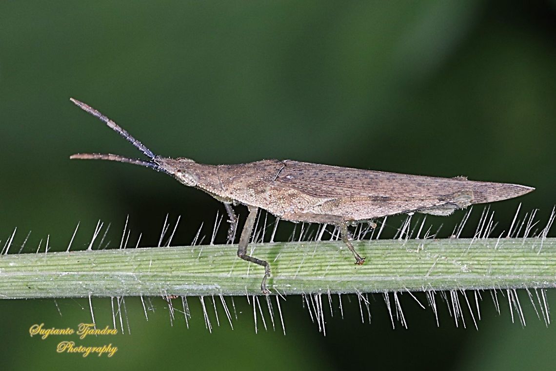 Brown Vegetable grasshopper, Atractomorpha similis Sp.  Atractomorpha similis,Geotagged,Indonesia,Winter