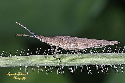 Brown Vegetable grasshopper, Atractomorpha similis Sp.  Atractomorpha similis,Geotagged,Indonesia,Winter