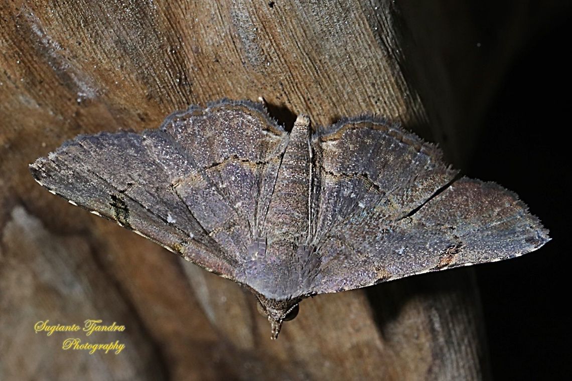 Brown camouflage Moth  Geotagged,Indonesia,Winter