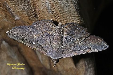 Brown camouflage Moth  Geotagged,Indonesia,Winter