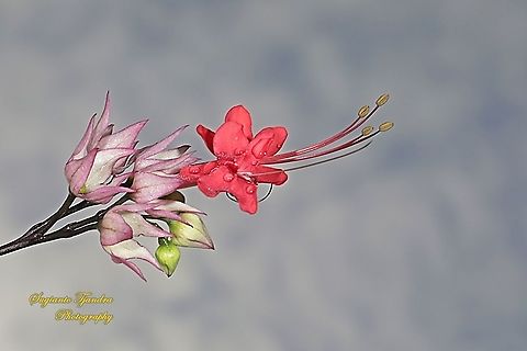 "Nona makan sirih", The Pink Bleeding Heart Vine, Clerodendrum speciosum  Clerodendrum × speciosum,Geotagged,Indonesia,Red Bleeding Heart Vine,Winter
