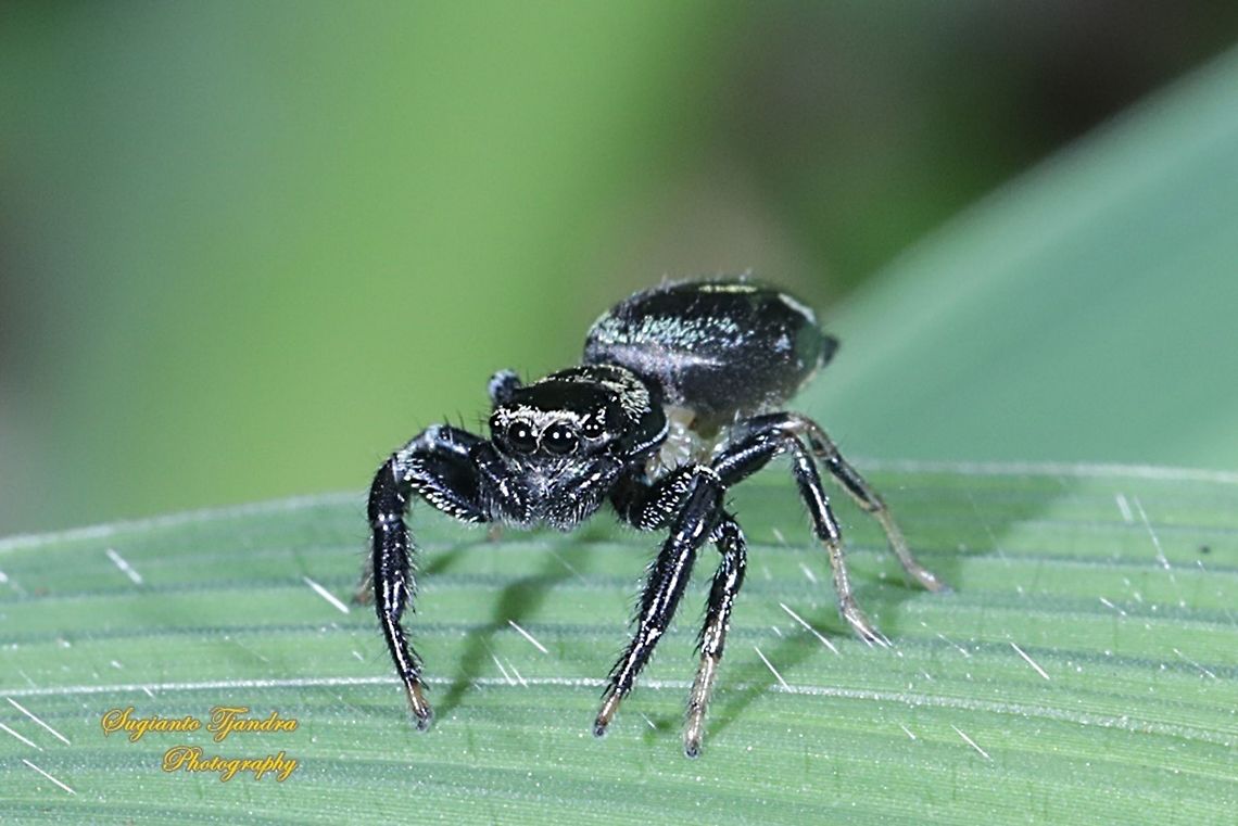 Jumping Spider  Geotagged,Indonesia,Winter