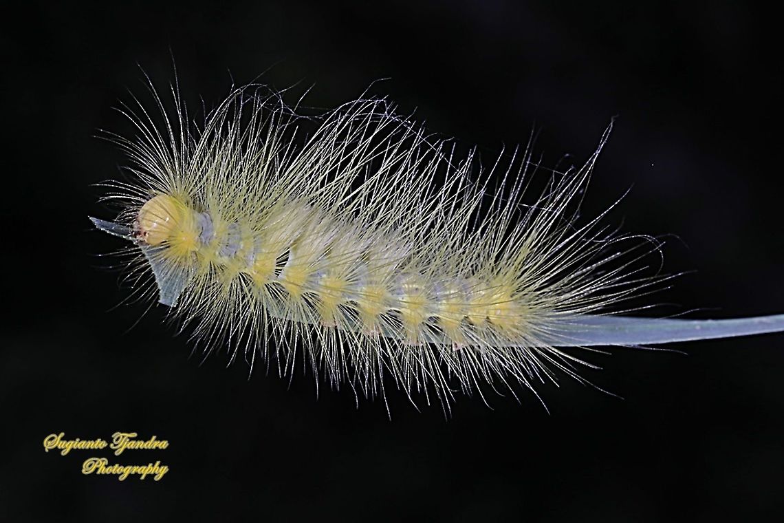 Yellow hairy Tussock Moth Caterpillar  Geotagged,Indonesia,Winter