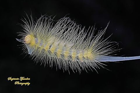 Yellow hairy Tussock Moth Caterpillar  Geotagged,Indonesia,Winter