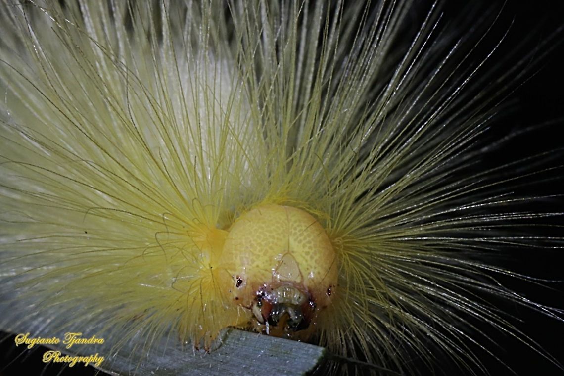 Yellow hairy Tussock Moth Caterpillar  Geotagged,Indonesia,Winter