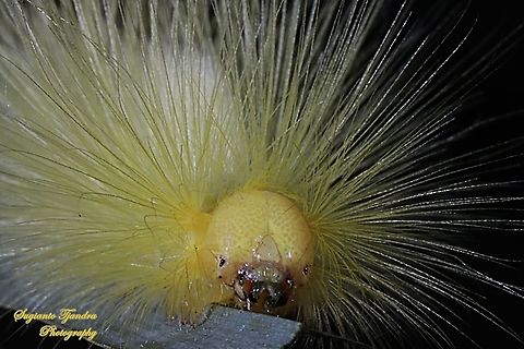 Yellow hairy Tussock Moth Caterpillar  Geotagged,Indonesia,Winter