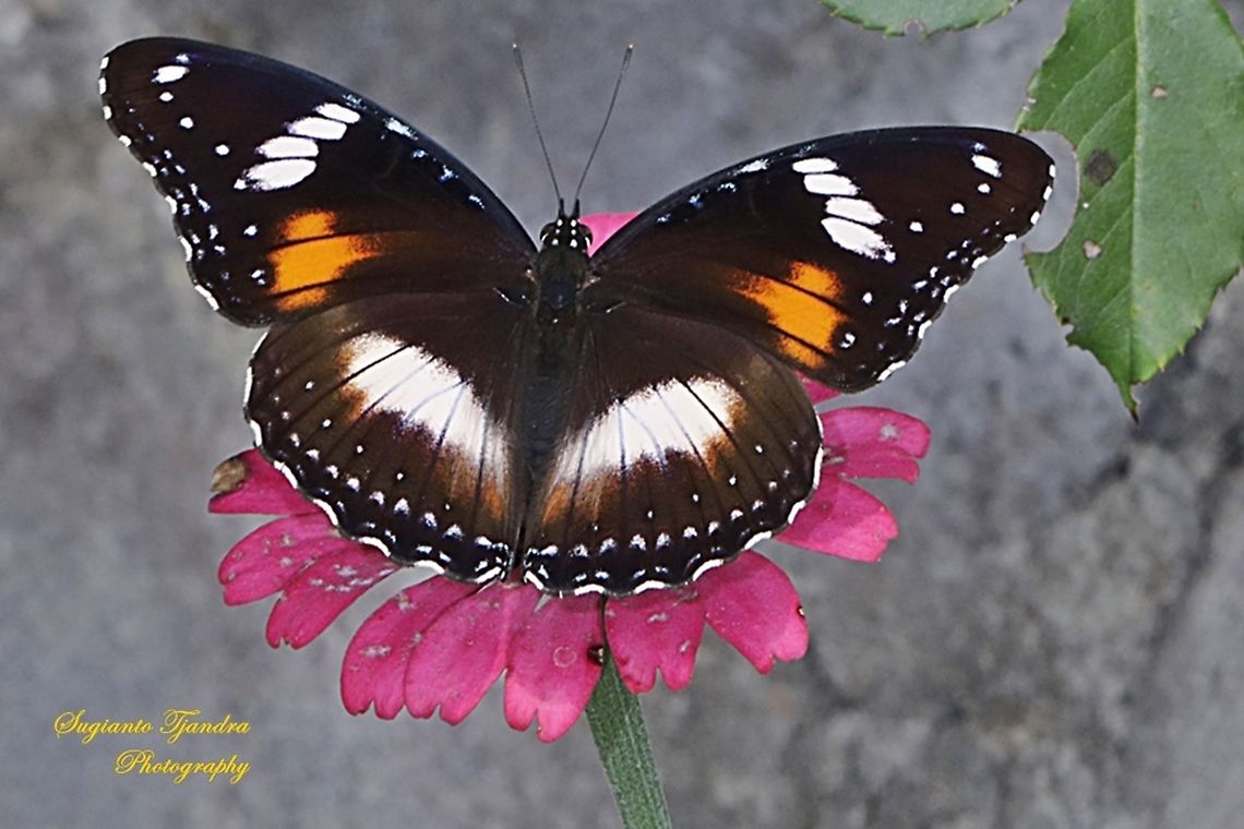 Great eggfly, Hypolimnas bolina bolina - Upperside, female  Geotagged,Great eggfly,Hypolimnas bolina,Indonesia,Winter