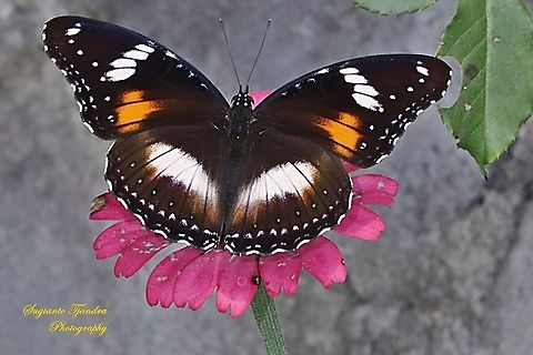 Great eggfly, Hypolimnas bolina bolina - Upperside, female  Geotagged,Great eggfly,Hypolimnas bolina,Indonesia,Winter