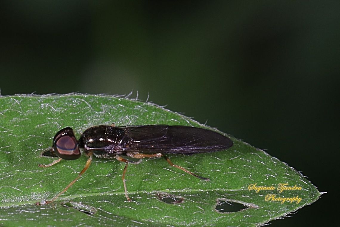 Soldier fly, Sargus Sp., family Stratiomyidae  Geotagged,Indonesia,Winter