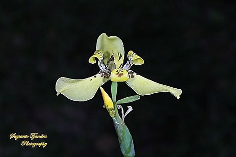 Walking Iris flower, Neomarica longifolia, family Iridaceae  Geotagged,Indonesia,Neomarica longifolia,Winter