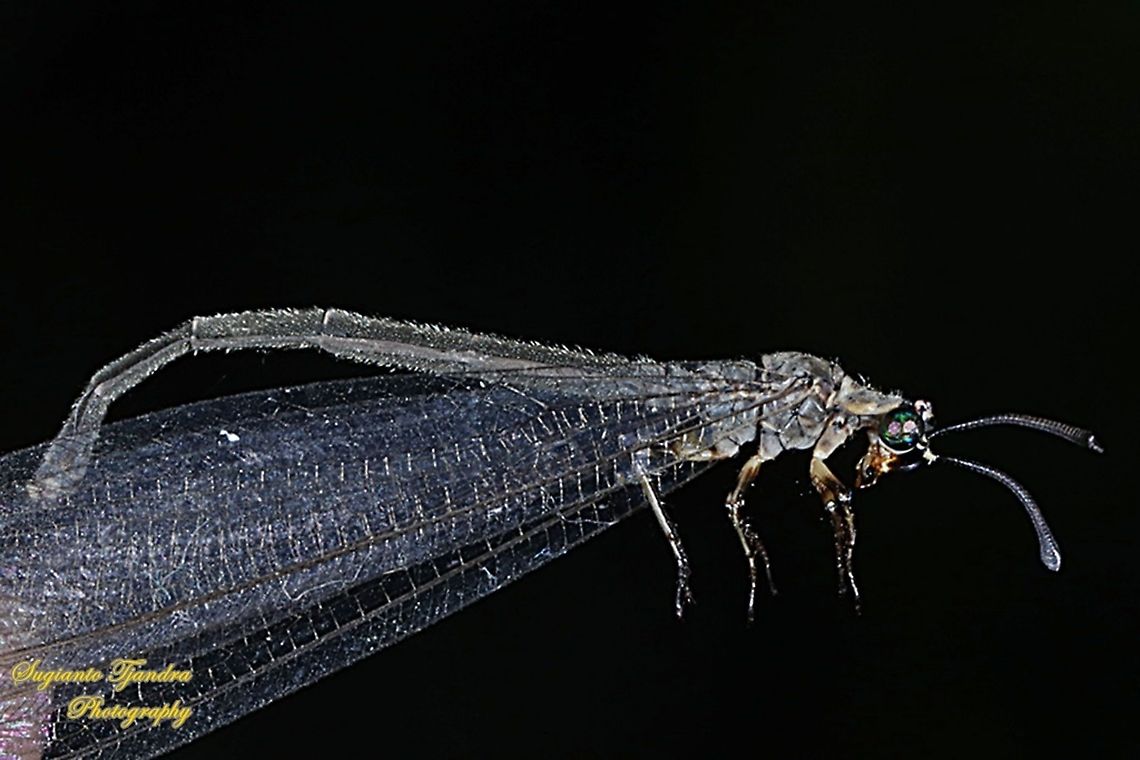 Antlion lacewings, Myrmeleontidae  Geotagged,Indonesia,Winter