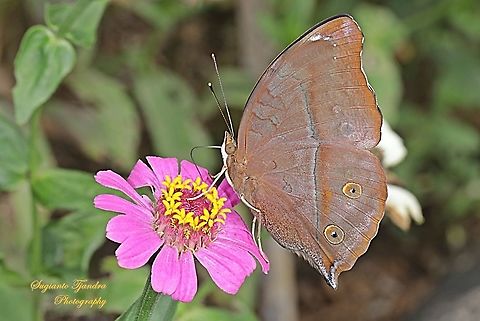 Autumn leaf butterfly, Doleschallia bisaltide sucking nectar on the Zinnia flower  Autumn leaf,Doleschallia bisaltide,Geotagged,Indonesia,Winter