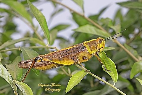 Locust, Acrididae  Geotagged,Indonesia,Winter