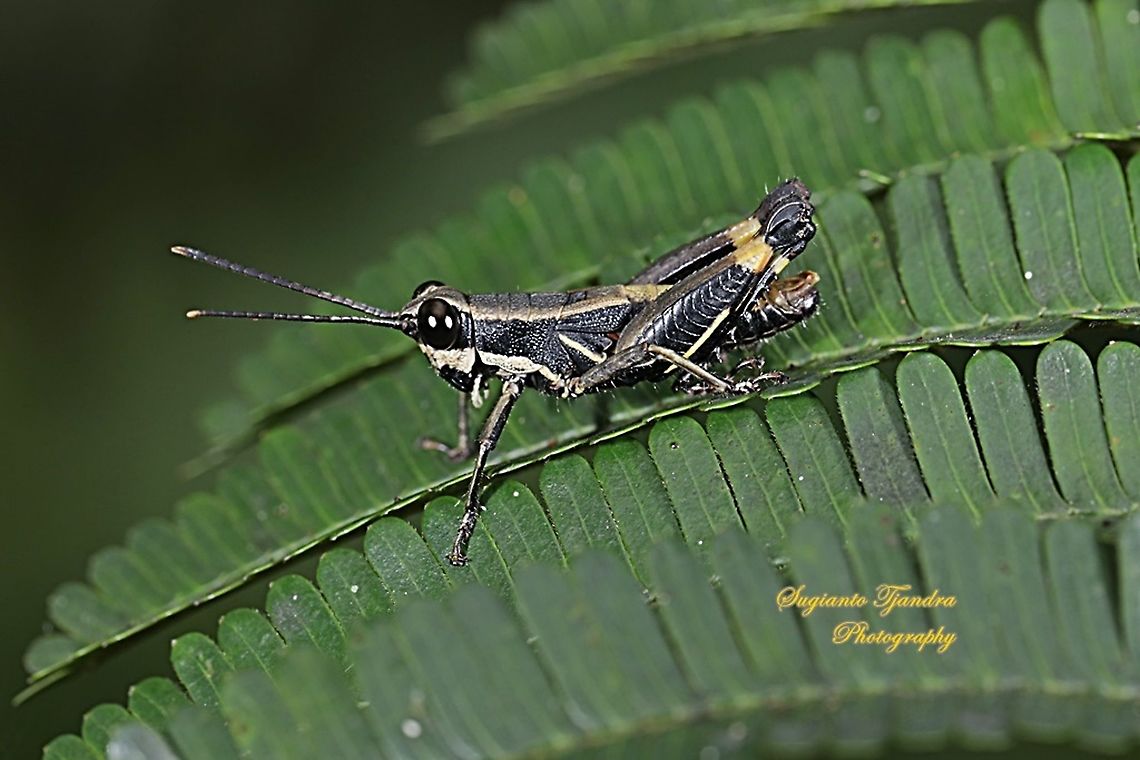 Black Forest Grasshopper (Nymph), Traulia azureipennis  Geotagged,Indonesia,Winter