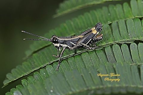 Black Forest Grasshopper (Nymph), Traulia azureipennis  Geotagged,Indonesia,Winter