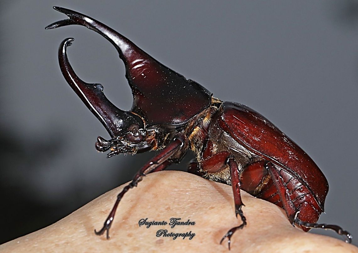 The brown rhinoceros beetle, Xylotrupes gideon  Geotagged,Indonesia,Siamese rhinoceros beetle,Winter,Xylotrupes gideon