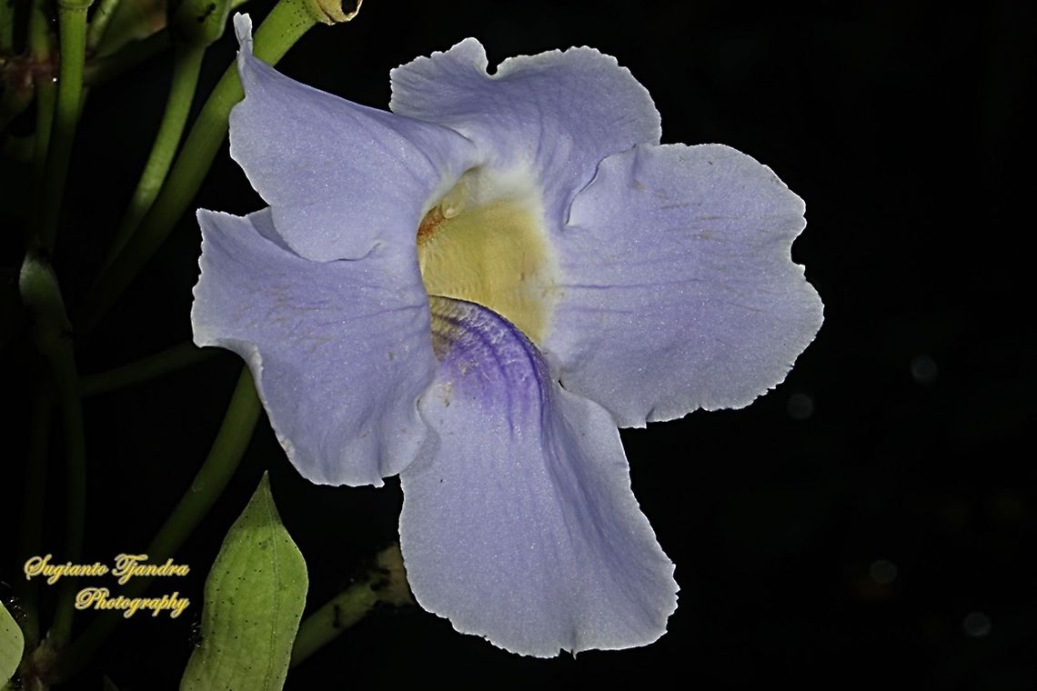 Blue sky flowers, Thunbergia grandiflora  Bengal clockvine,Geotagged,Indonesia,Siamese rhinoceros beetle,Thunbergia grandiflora,Winter,Xylotrupes gideon
