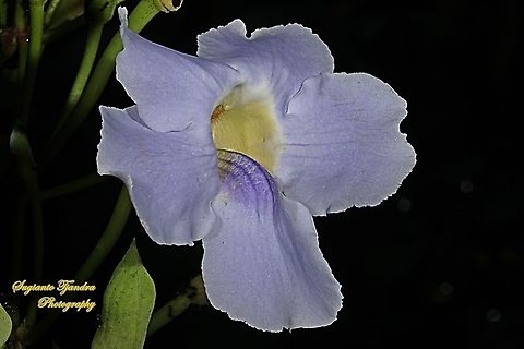 Blue sky flowers, Thunbergia grandiflora  Bengal clockvine,Geotagged,Indonesia,Siamese rhinoceros beetle,Thunbergia grandiflora,Winter,Xylotrupes gideon