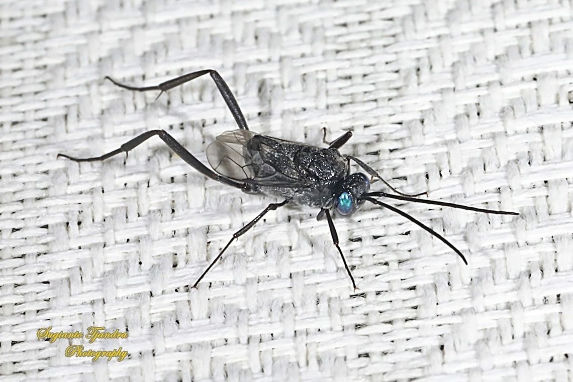 Ensign Wasp, Evania appendigaster, Evaniidae  Evania appendigaster,Evonia appendigaster,Geotagged,Indonesia,Winter