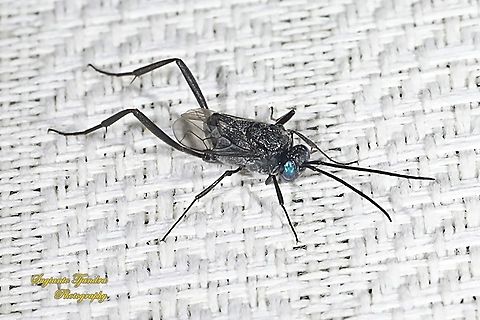 Ensign Wasp, Evania appendigaster, Evaniidae  Evania appendigaster,Evonia appendigaster,Geotagged,Indonesia,Winter
