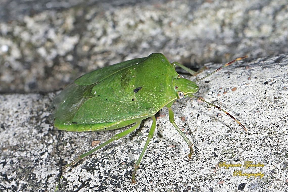 Green Stink Bug, Chinavia hilaris (???(???), family Pentatomidae  Geotagged,Indonesia,Winter