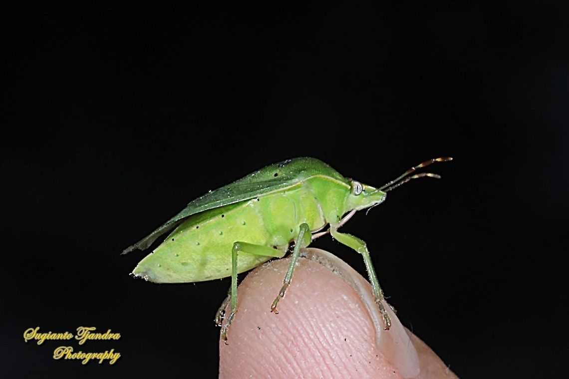 Green Stink Bug, Chinavia hilaris (???(???), family Pentatomidae  Geotagged,Indonesia,Winter