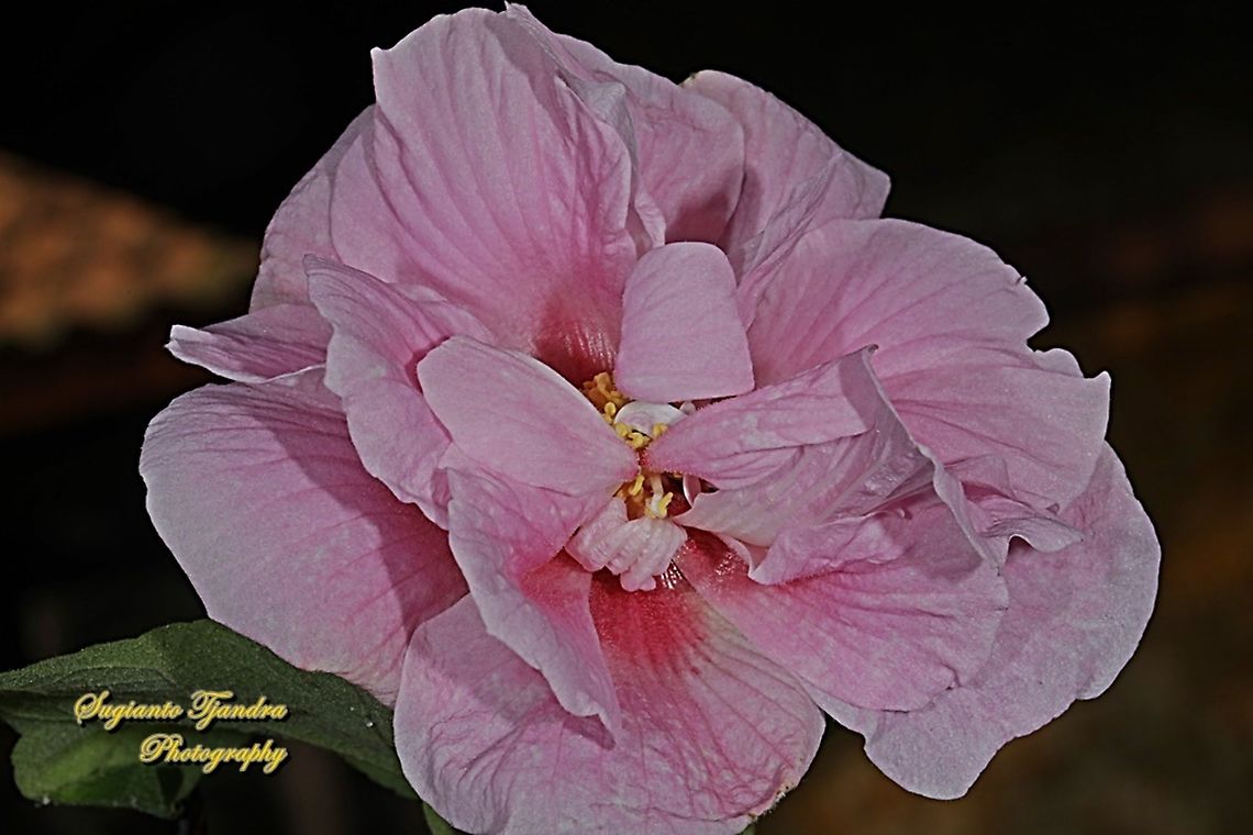 Pink Confederate Rose Flower, Hibiscus Mutabilis  Confederate rose,Geotagged,Hibiscus mutabilis,Indonesia,Winter