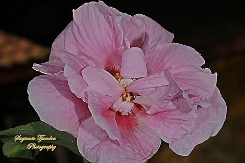 Pink Confederate Rose Flower, Hibiscus Mutabilis  Confederate rose,Geotagged,Hibiscus mutabilis,Indonesia,Winter