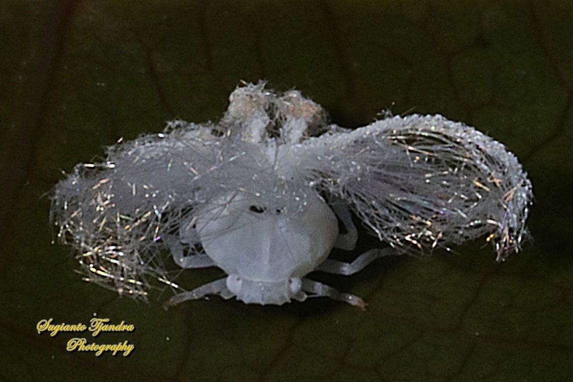 Ricaniid Planthopper Nymph (Ricaniidae)  Geotagged,Indonesia,Winter