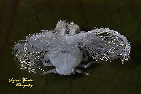 Ricaniid Planthopper Nymph (Ricaniidae)  Geotagged,Indonesia,Winter