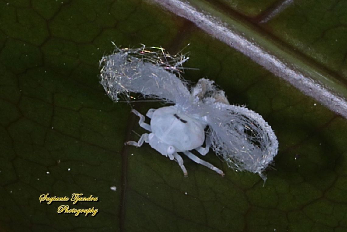 Ricaniid Planthopper Nymph (Ricaniidae)  Geotagged,Indonesia,Winter
