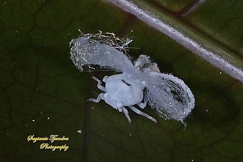 Ricaniid Planthopper Nymph (Ricaniidae)  Geotagged,Indonesia,Winter