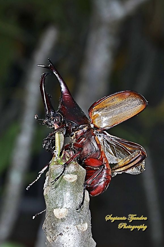 The brown rhinoceros beetle, Xylotrupes gideon - ready for taking off  Geotagged,Indonesia,Siamese rhinoceros beetle,Winter,Xylotrupes gideon