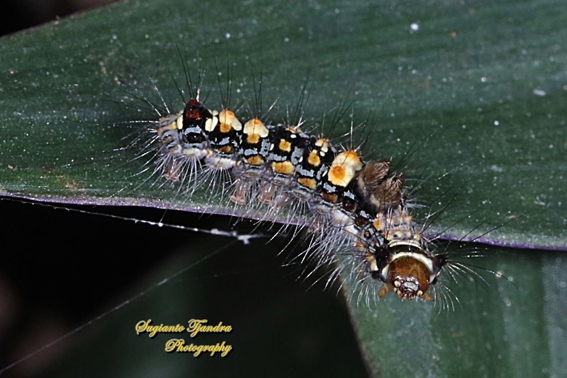 Hairy Caterpillar  Geotagged,Indonesia,Winter