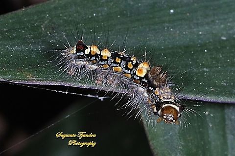 Hairy Caterpillar  Geotagged,Indonesia,Winter