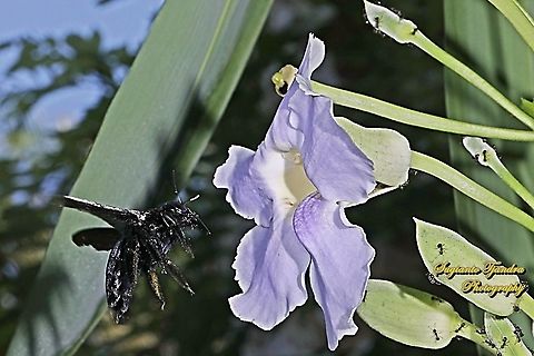 Black Carpenter Bee looking for nectar on the Blue sky flowers, Thunbergia grandiflora  Bengal clockvine,Geotagged,Indonesia,Thunbergia grandiflora,Winter