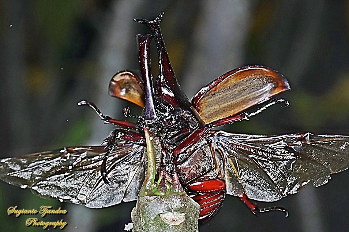 The brown rhinoceros beetle, Xylotrupes gideon - "taking off"  Geotagged,Indonesia,Siamese rhinoceros beetle,Winter,Xylotrupes gideon