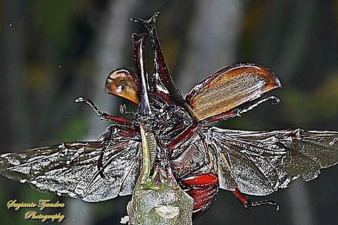The brown rhinoceros beetle, Xylotrupes gideon - "taking off"  Geotagged,Indonesia,Siamese rhinoceros beetle,Winter,Xylotrupes gideon