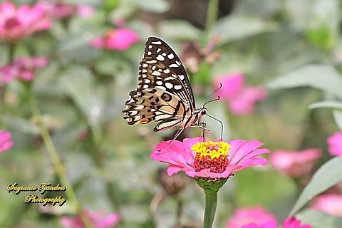 Common Lime butterfly (Papilio demoleus) sucking nectar on the Zinnia flower  Geotagged,Indonesia,Papilio demoleus,Winter