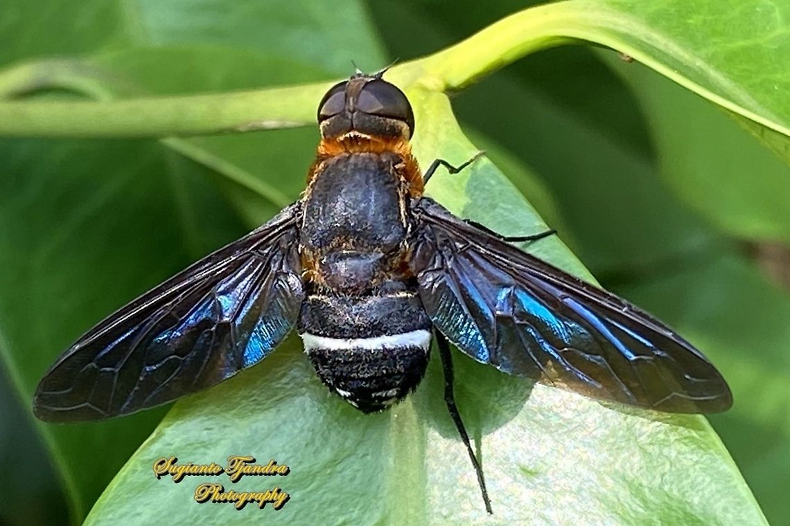 Ligyra bee fly (Ligyra tantalus), Bombyliidae  Geotagged,Indonesia,Ligyra tantalus,Winter