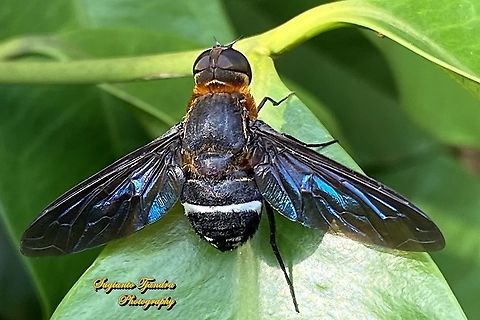 Ligyra bee fly (Ligyra tantalus), Bombyliidae  Geotagged,Indonesia,Ligyra tantalus,Winter