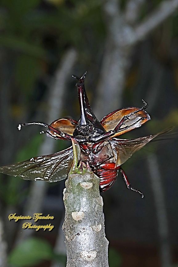 The brown rhinoceros beetle, Xylotrupes gideon - "taking off"  Geotagged,Indonesia,Siamese rhinoceros beetle,Winter,Xylotrupes gideon