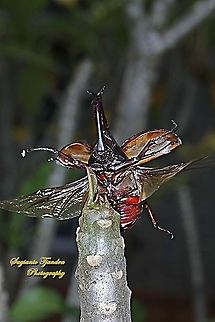 The brown rhinoceros beetle, Xylotrupes gideon - "taking off"  Geotagged,Indonesia,Siamese rhinoceros beetle,Winter,Xylotrupes gideon