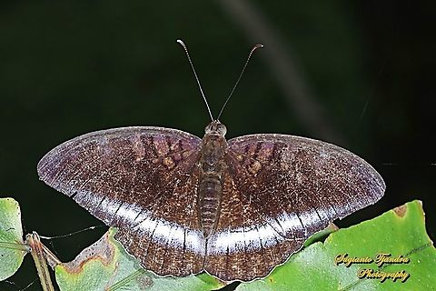 Horsfield's Baron butterfly, Java Tanaecia iapis iapis  Geotagged,Horsfield's Baron,Indonesia,Tanaecia iapis,Winter