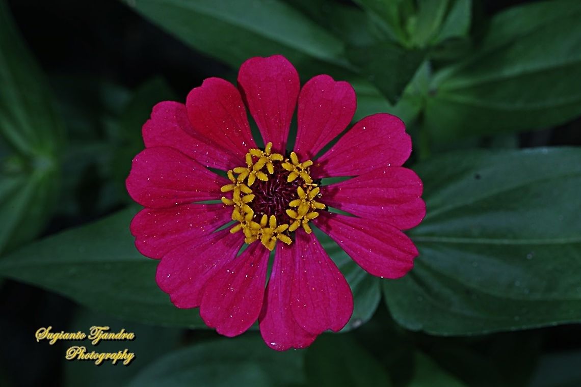 Zinnia flower  Geotagged,Indonesia,Winter
